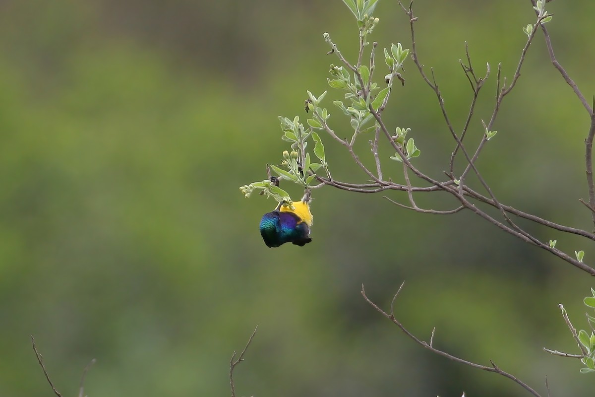 Ziernektarvogel [venustus-Gruppe] - ML614275152