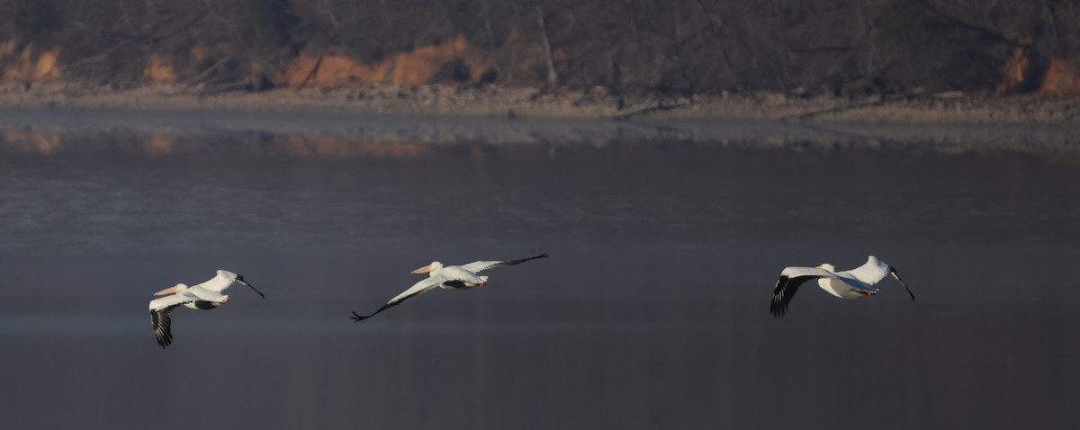 American White Pelican - ML614275155