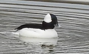 Bufflehead - ML614275183