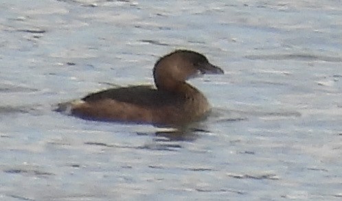 Pied-billed Grebe - ML614275189