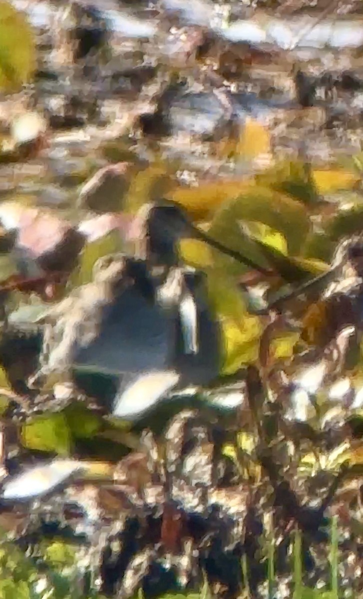 Long-billed Dowitcher - ML614275223