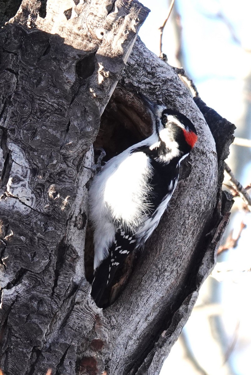 Hairy Woodpecker - ML614275282