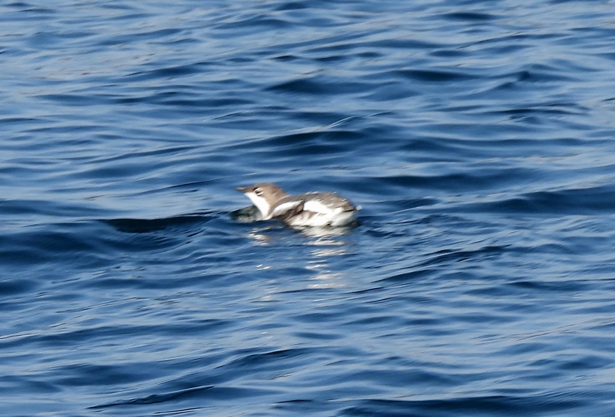 Long-billed Murrelet - ML614275285