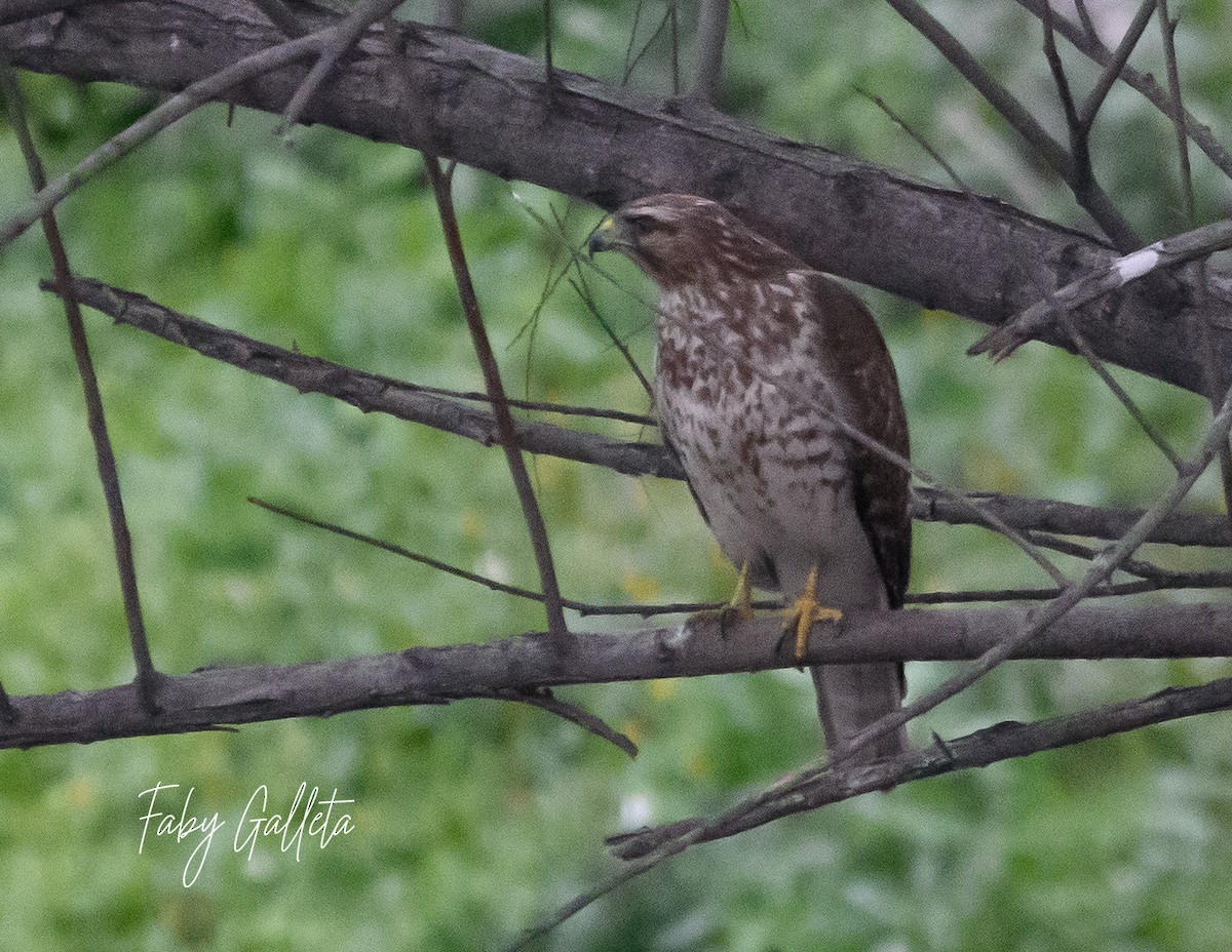 Broad-winged Hawk - Faby Galleta 🐦🦅