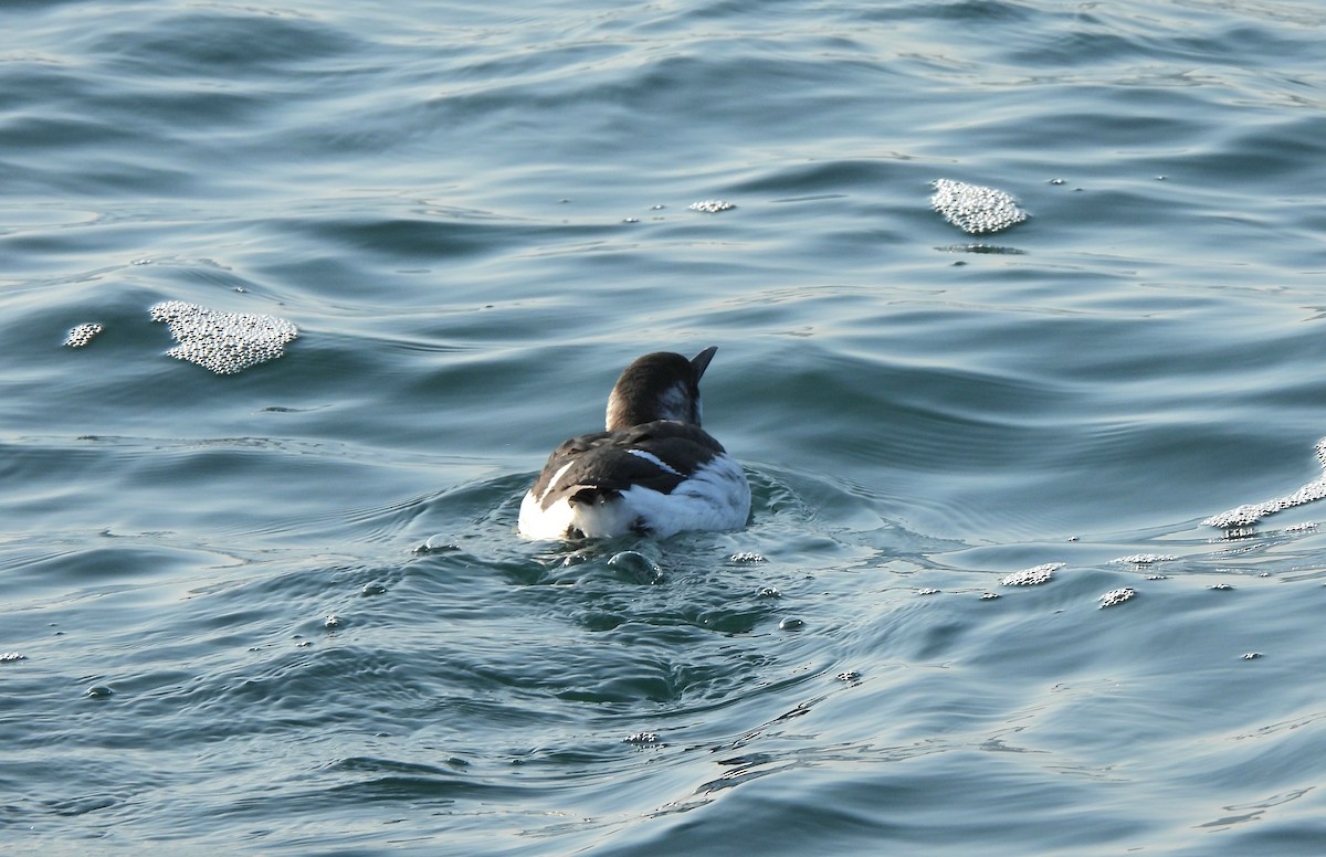 Common Murre - ML614275313