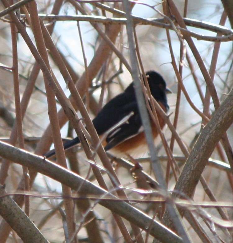 Eastern Towhee - Jim Pearson