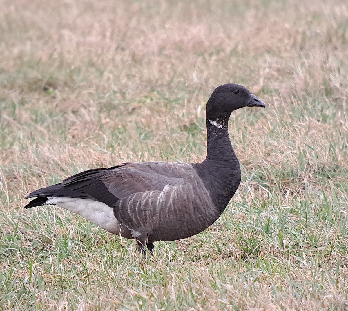 Brant - ML614275454