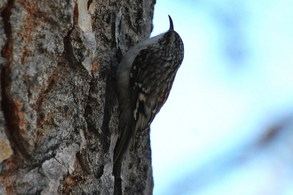 Brown Creeper - ML614275460