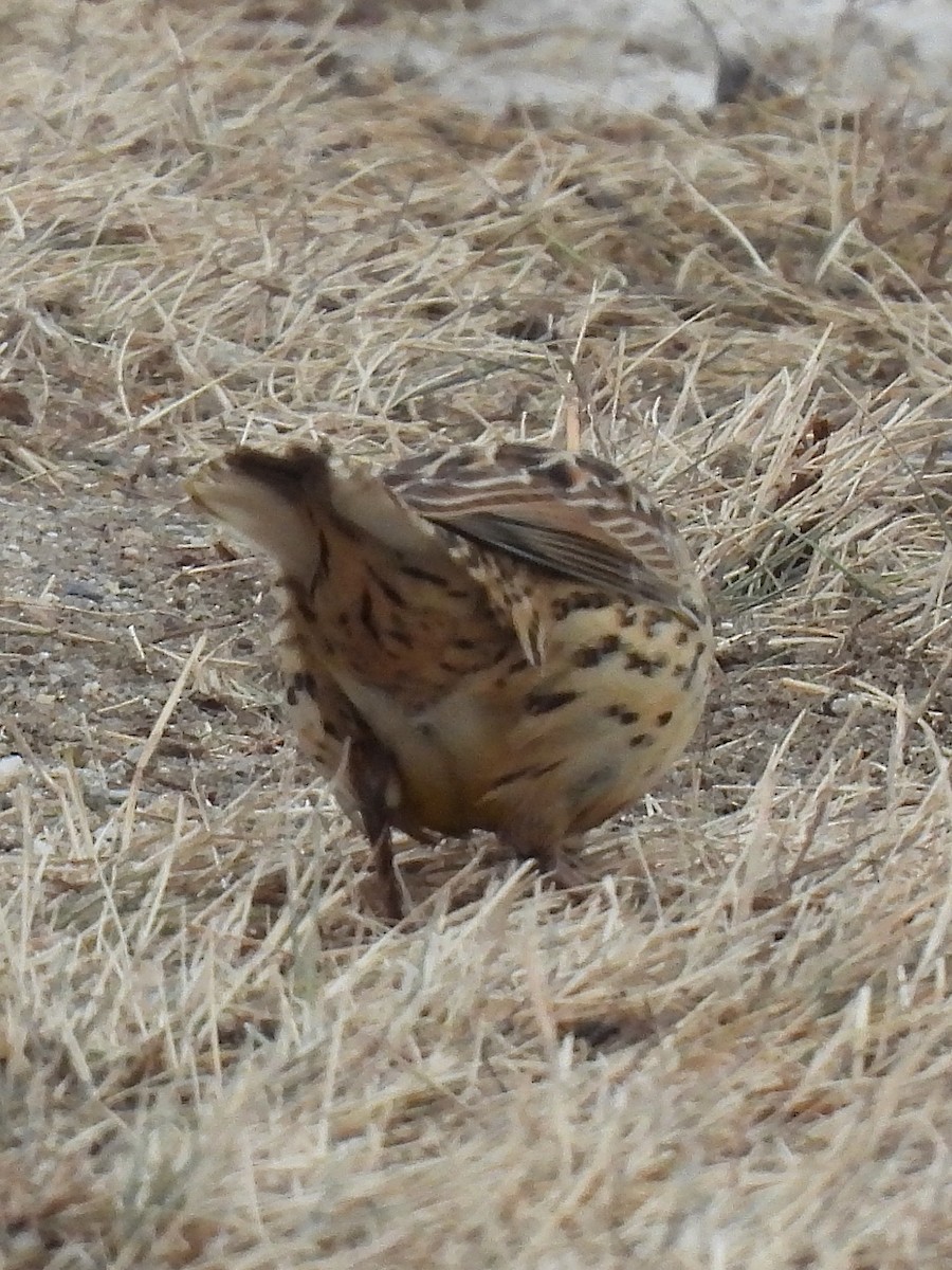 Eastern Meadowlark - ML614275475