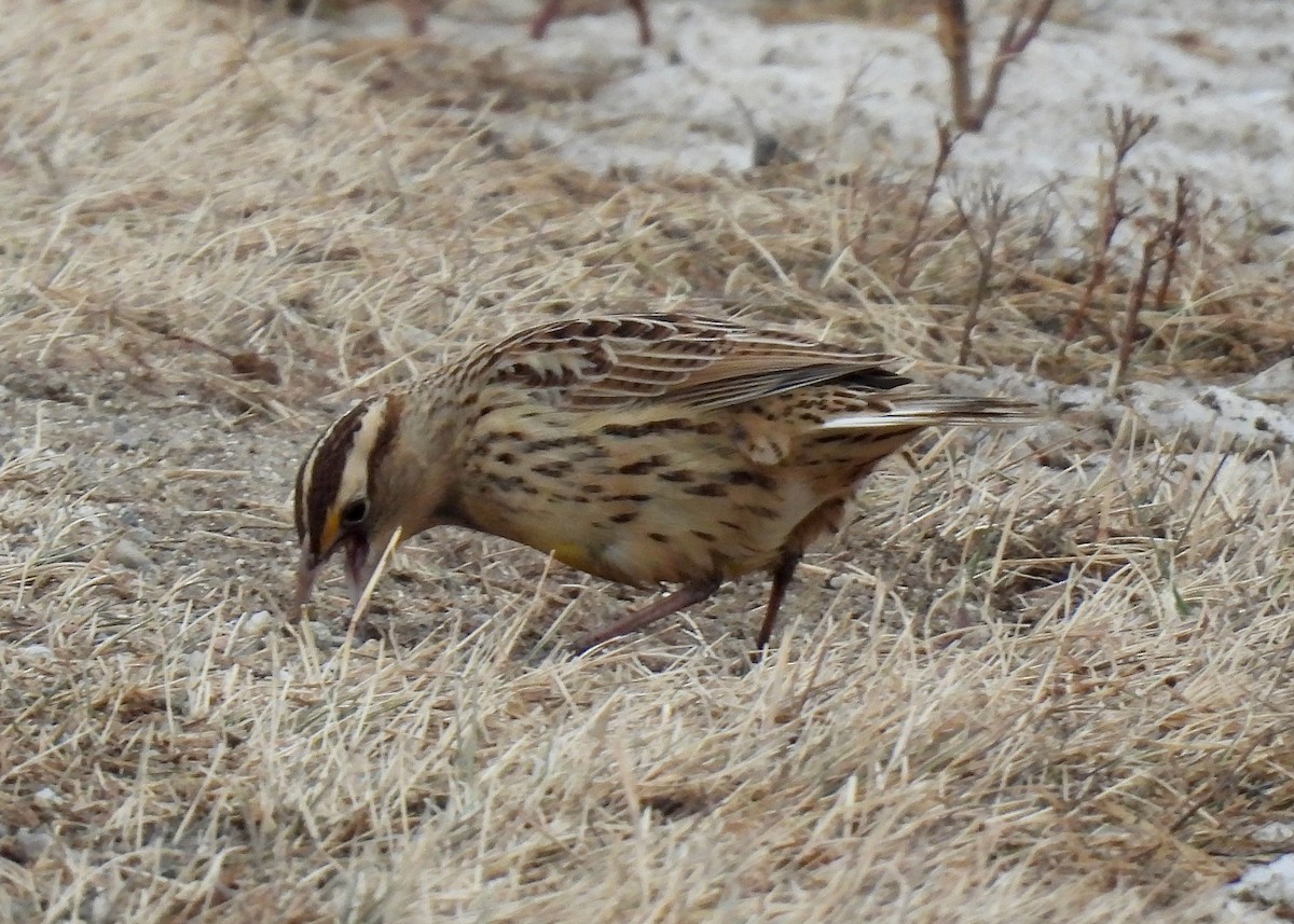 Eastern Meadowlark - ML614275477