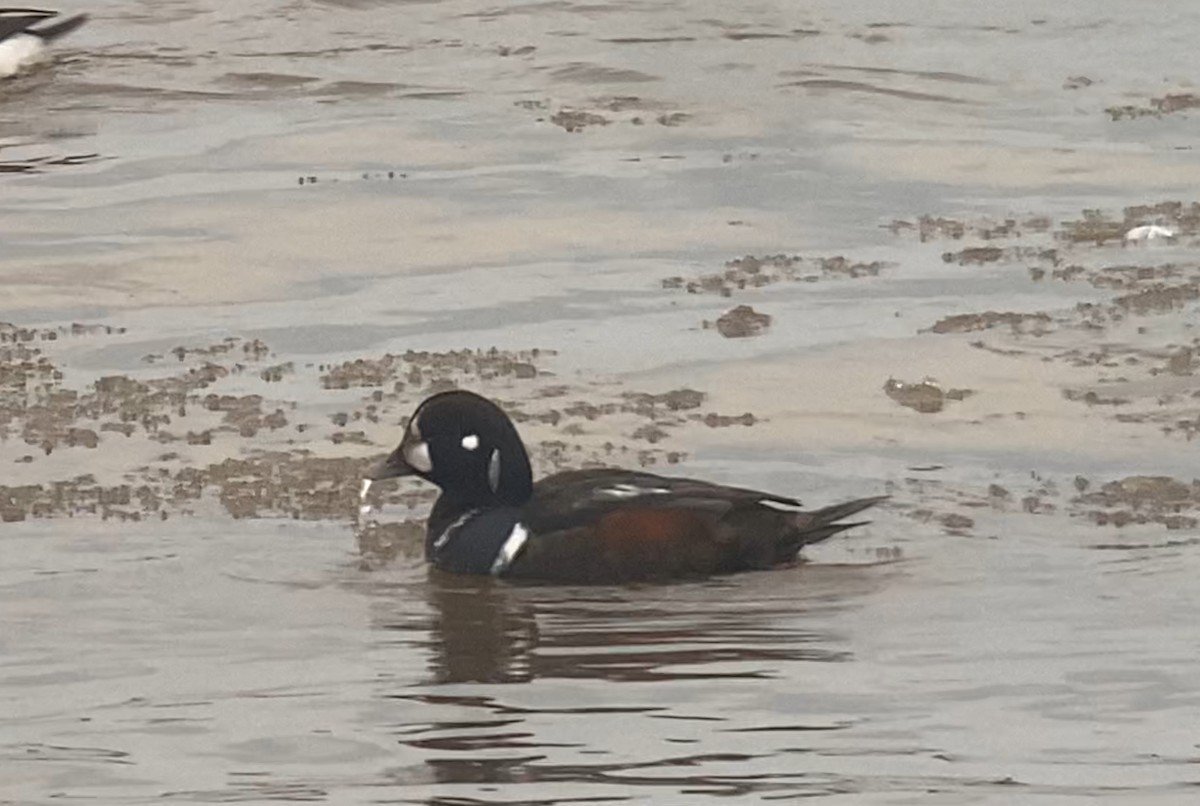 Harlequin Duck - Joel Strong