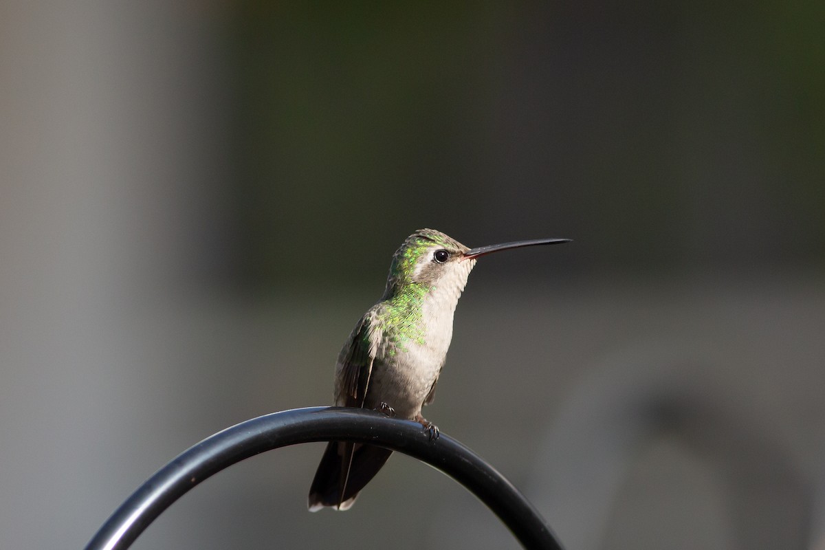 Broad-billed Hummingbird - ML614275679