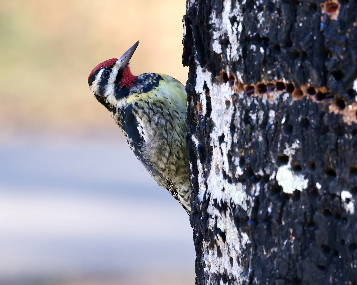 Yellow-bellied Sapsucker - ML614275686