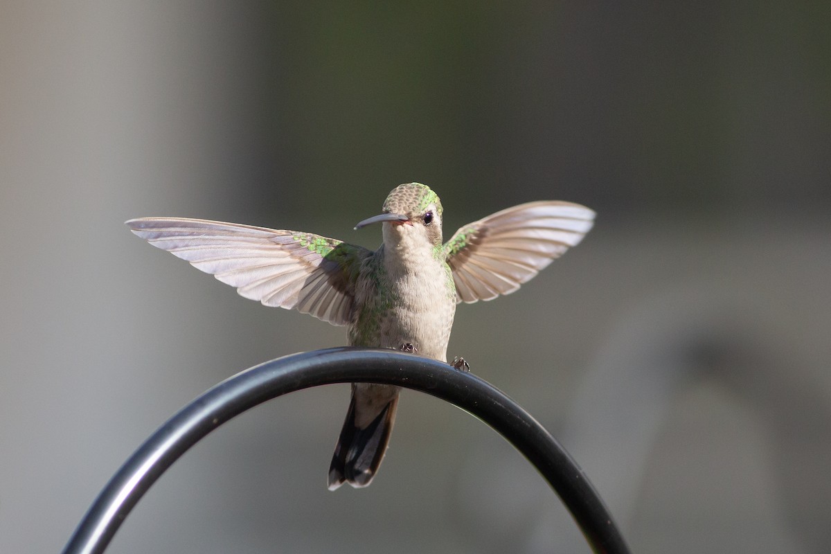 Broad-billed Hummingbird - ML614275722