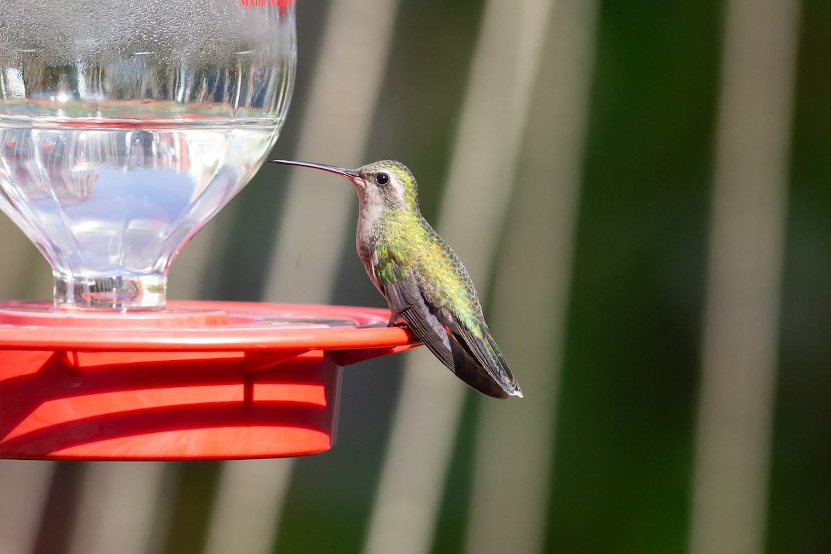 Broad-billed Hummingbird - ML614275727