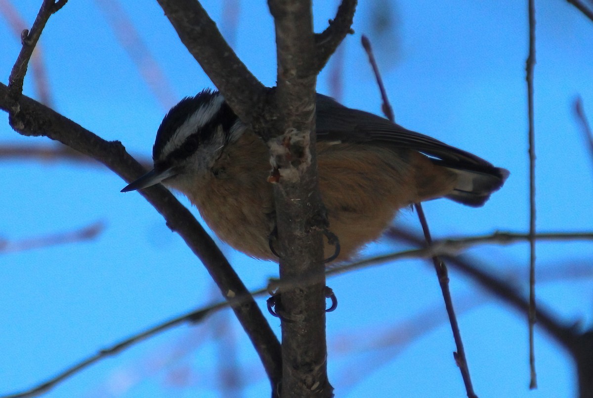 Red-breasted Nuthatch - ML614275744