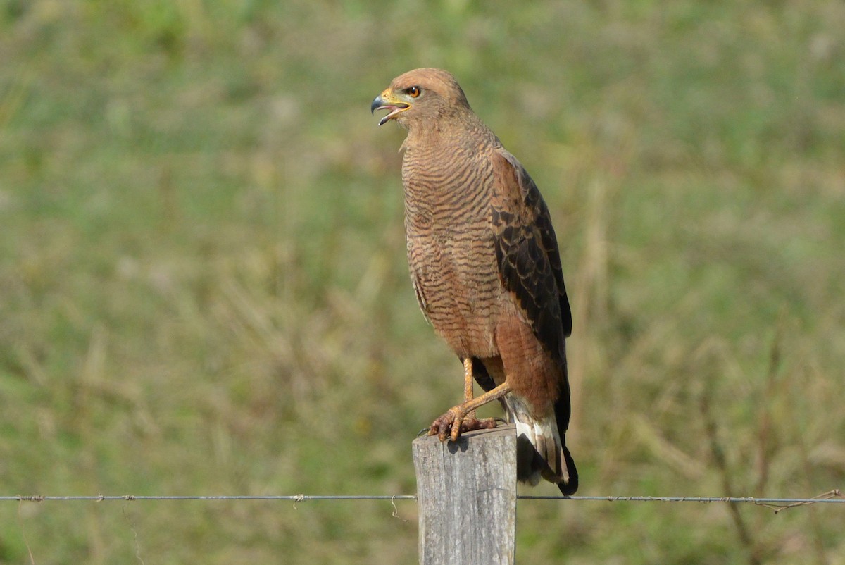 Savanna Hawk - Andreas Deissner