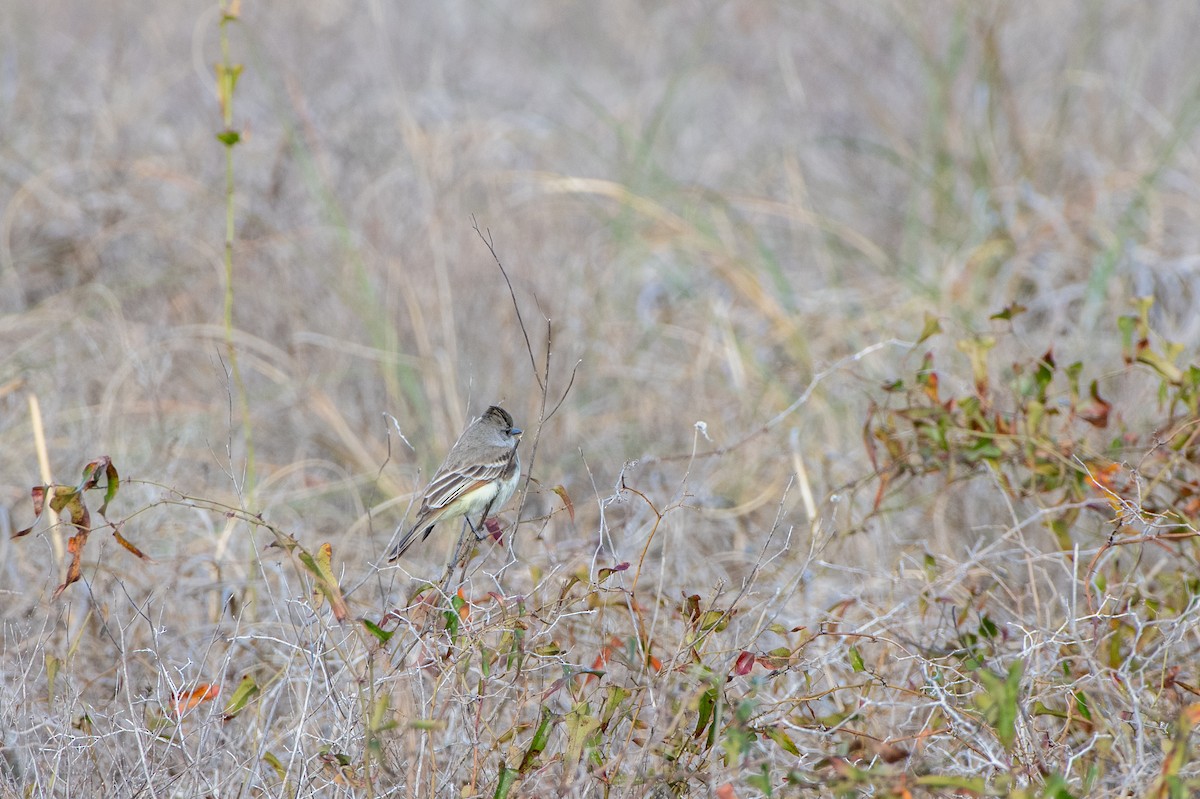 Ash-throated Flycatcher - ML614275806