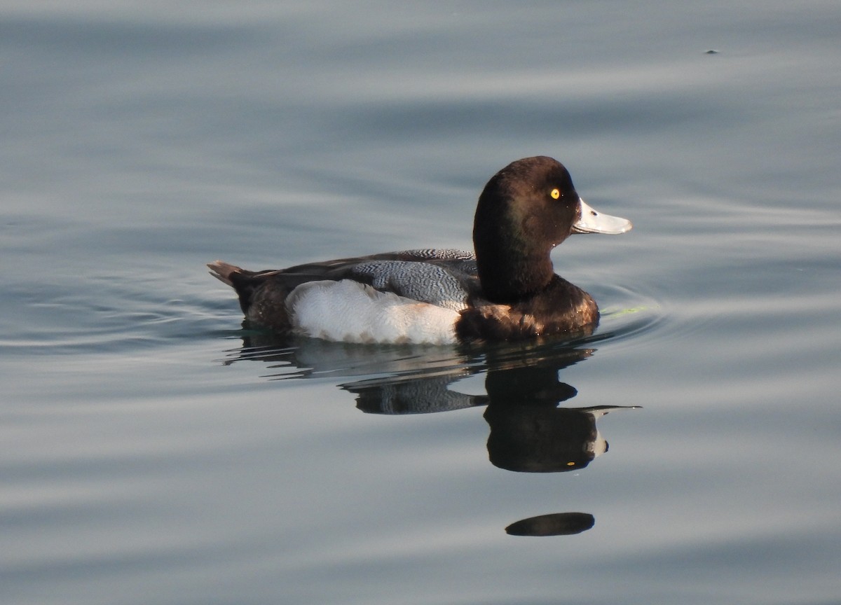 Greater Scaup - Young Gul Kim