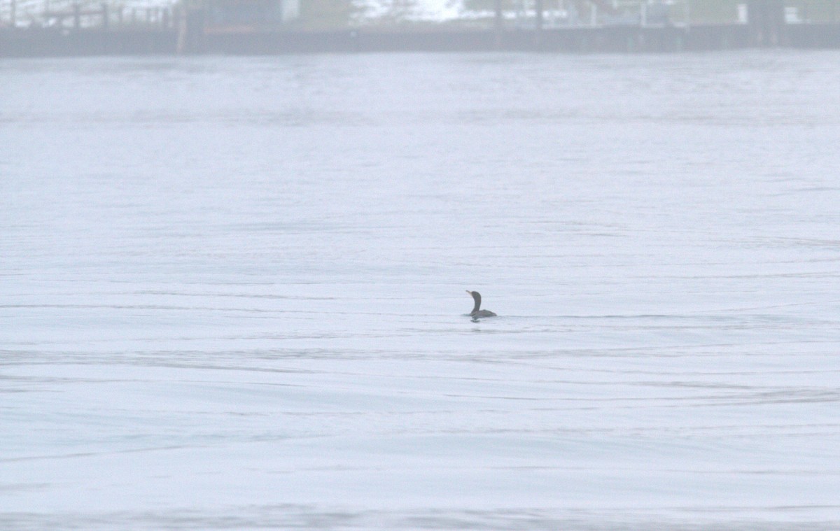 Double-crested Cormorant - ML614276045