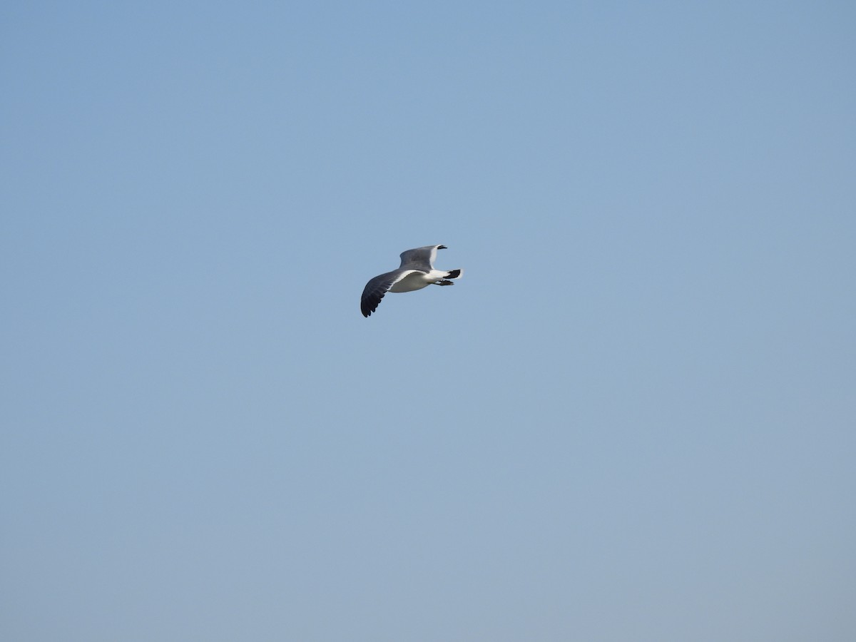 Gaviota Japonesa - ML614276060