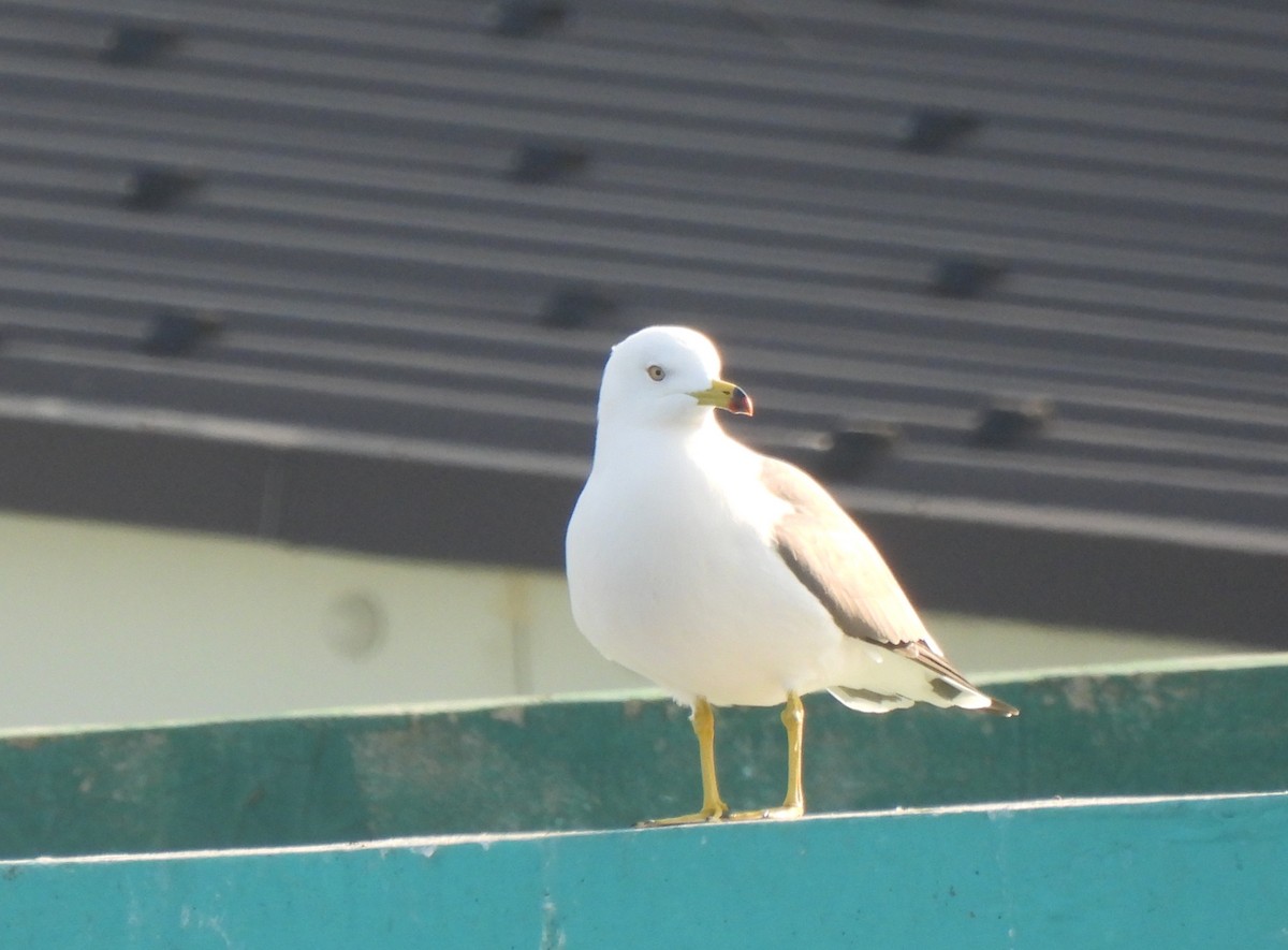 Black-tailed Gull - ML614276061