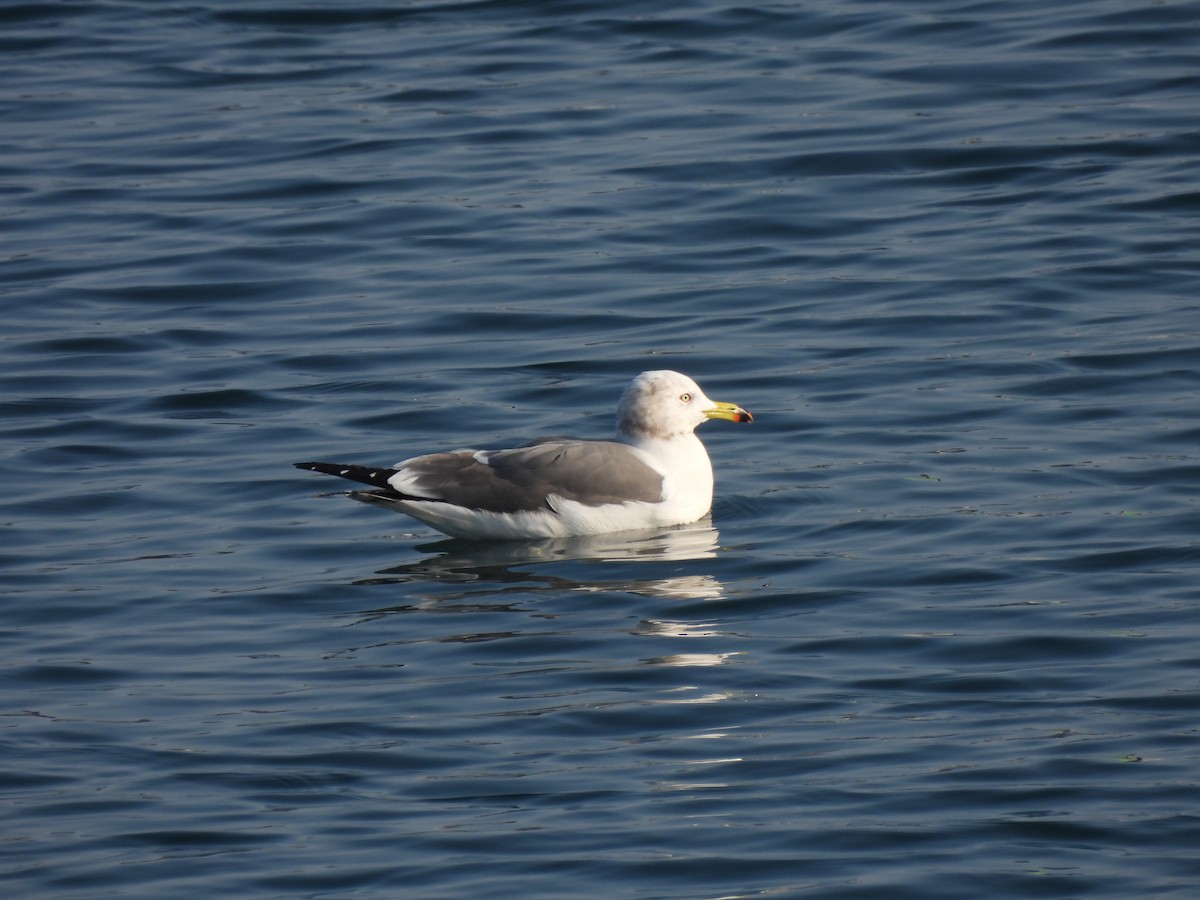 Black-tailed Gull - ML614276062