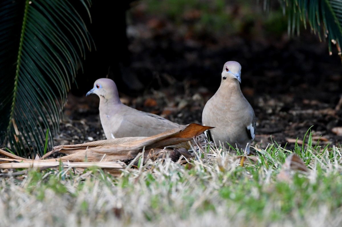 White-winged Dove - Kevin Smith