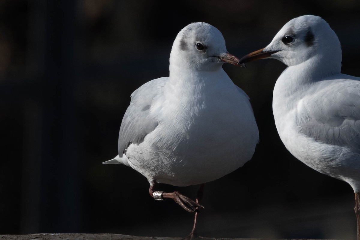 Black-headed Gull - carlo emanuelli