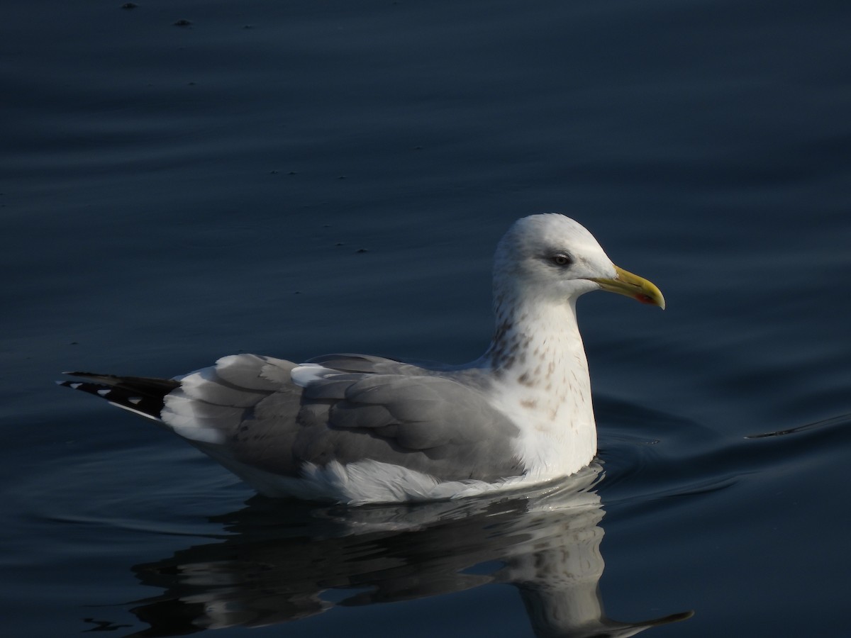 Goéland argenté (vegae) - ML614276091