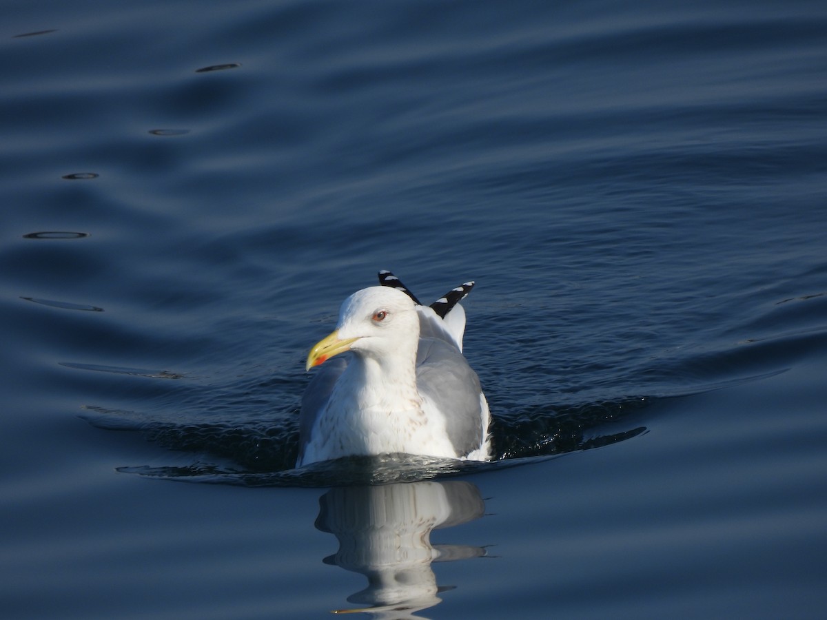 Gaviota Argéntea (vegae) - ML614276092