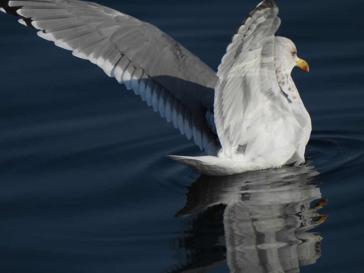 Herring Gull (Vega) - Young Gul Kim