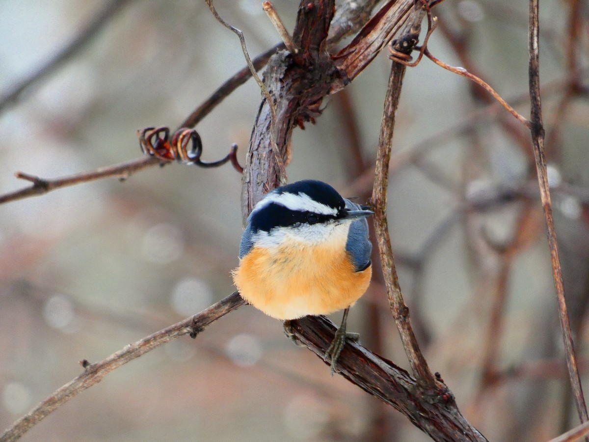 Red-breasted Nuthatch - ML614276094