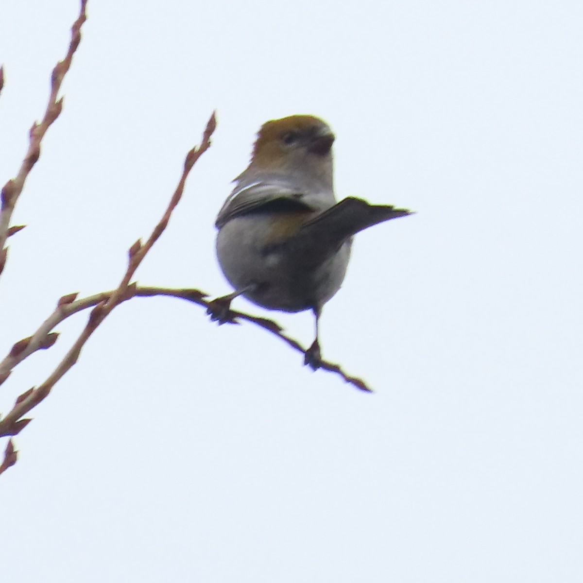 Pine Grosbeak - ML614276141