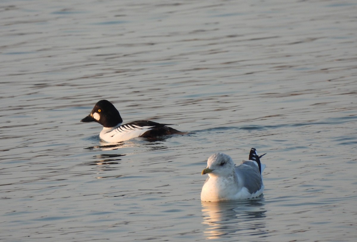 Common Goldeneye - ML614276146