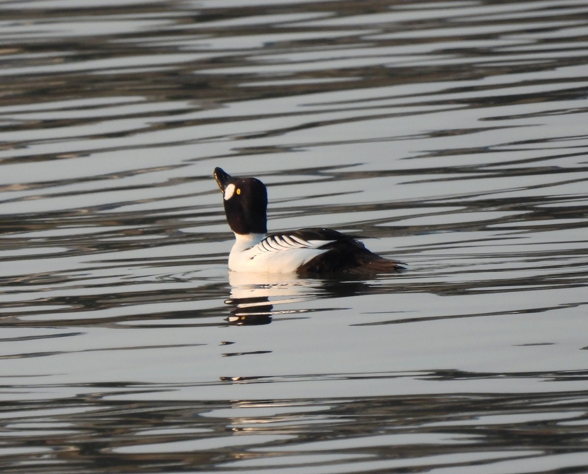 Common Goldeneye - Young Gul Kim