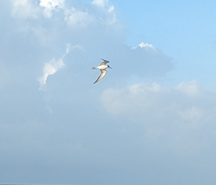 Common Tern - ML614276150