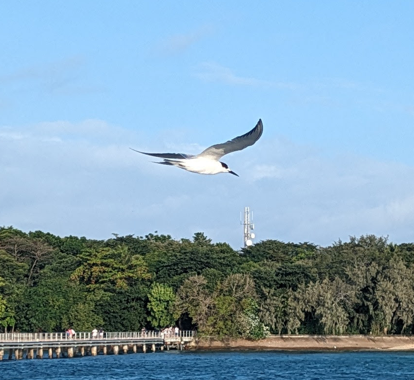 Common Tern - ML614276152