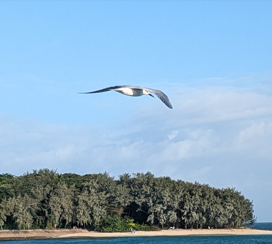 Common Tern - ML614276153