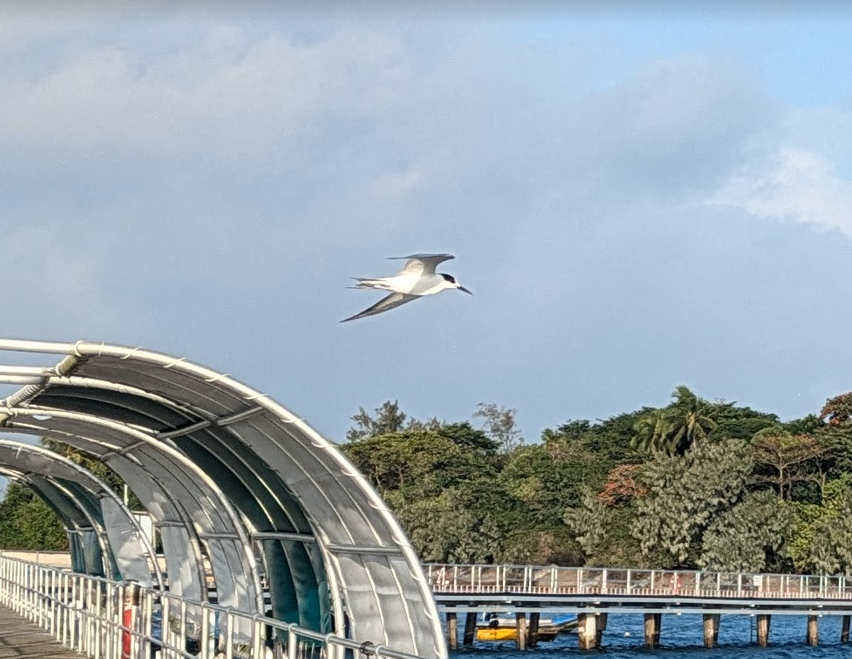 Common Tern - ML614276154