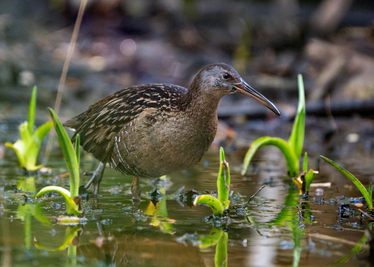 ML614276197 - Clapper Rail - Macaulay Library