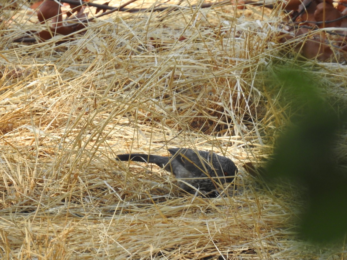 Arrow-marked Babbler - ML614276257