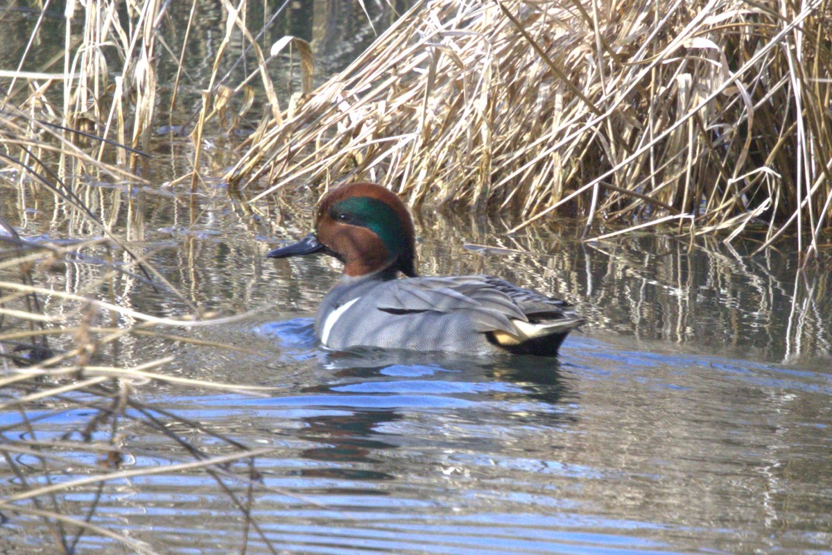 Green-winged Teal - ML614276367