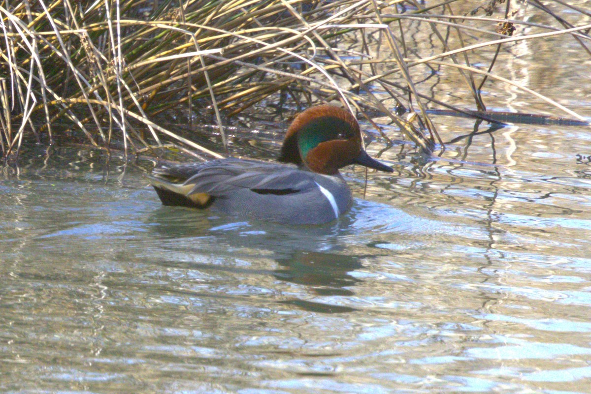 Green-winged Teal - ML614276368