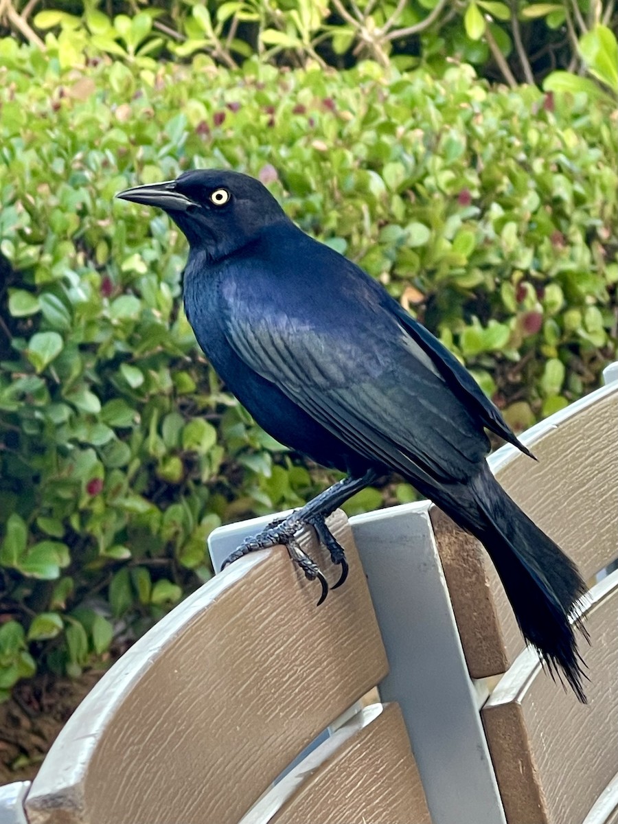 Greater Antillean Grackle - Richard  Lechleitner