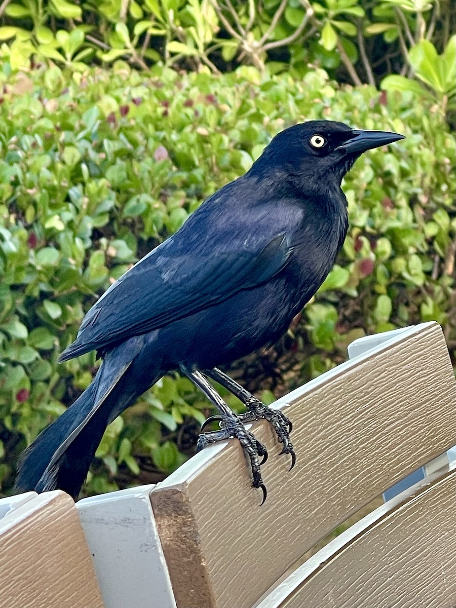 Greater Antillean Grackle - ML614276376