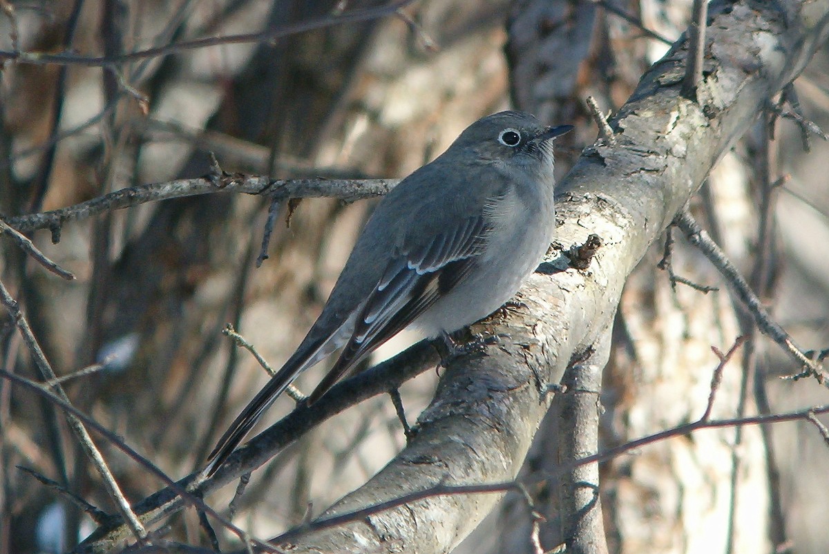 Townsend's Solitaire - ML614276395