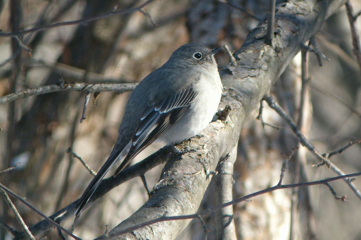 Townsend's Solitaire - ML614276396