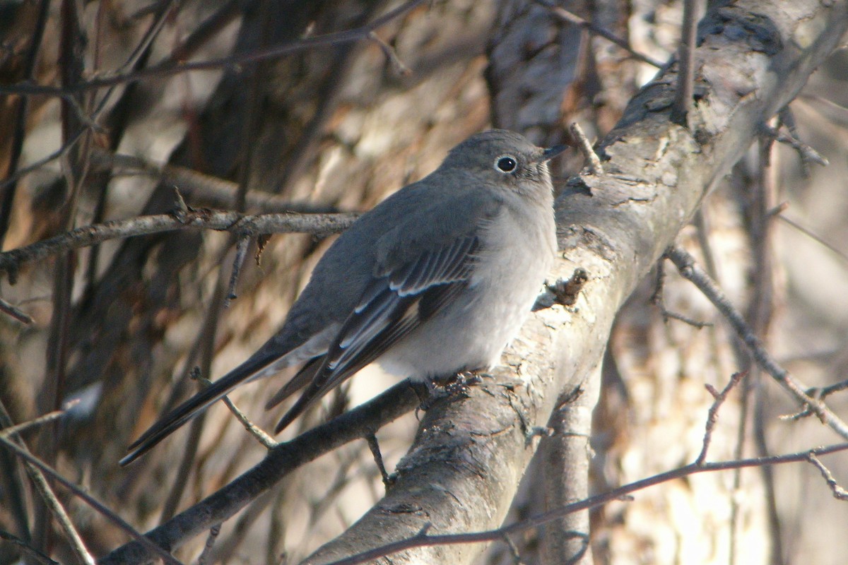 Townsend's Solitaire - ML614276398