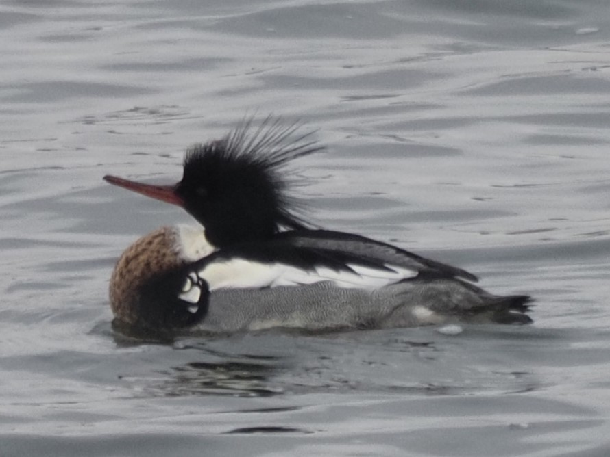 Red-breasted Merganser - ML614276461